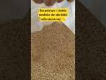 Granulat suszący, kukurydza do suszarek wibracyjnych⚙️ Naturalny i ekologiczny wsad suszący 🌽 #corn