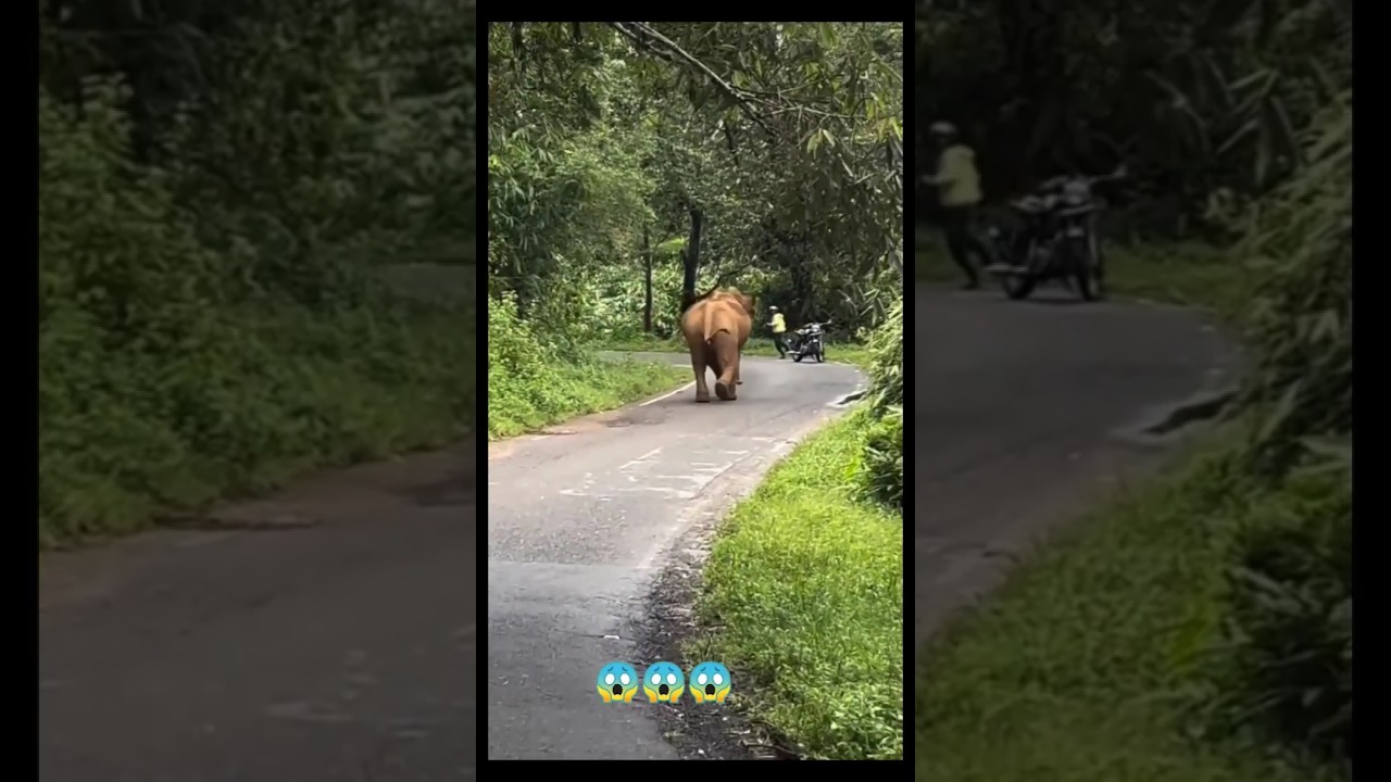 കാട്ടനയുടെ മുന്നിൽനിന്നും ബൈക്ക് യാത്രികർ രക്ഷപെടുന്നത് തലനാരികക്ക് 😱😱#shortsfeed #shorts #viral