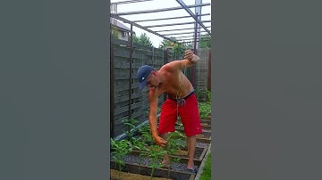 How to tie up indeterminate tomatoes, June 19 #gardeneralex