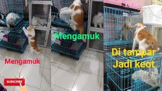 Viral ! kucing oren mengamuk semua kucing lain dipukuli . kecuali ??