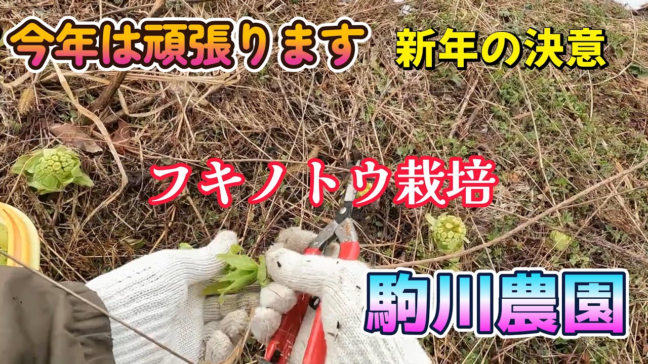 今年は頑張ります　ふきのとう収穫　駒川農園　26.1.9