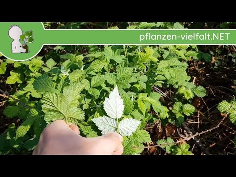 Video: Lucretia, Izobilnaya, Cumberland Und Andere Sorten Von Brombeeren Und Himbeer-Brombeer-Hybriden - 1