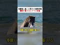 冬眠前に起こる驚きの食料戦略 脂肪を蓄えるヒグマの本能 #ヒグマ #冬眠 #生存戦略 #自然 #動物ドキュメンタリー