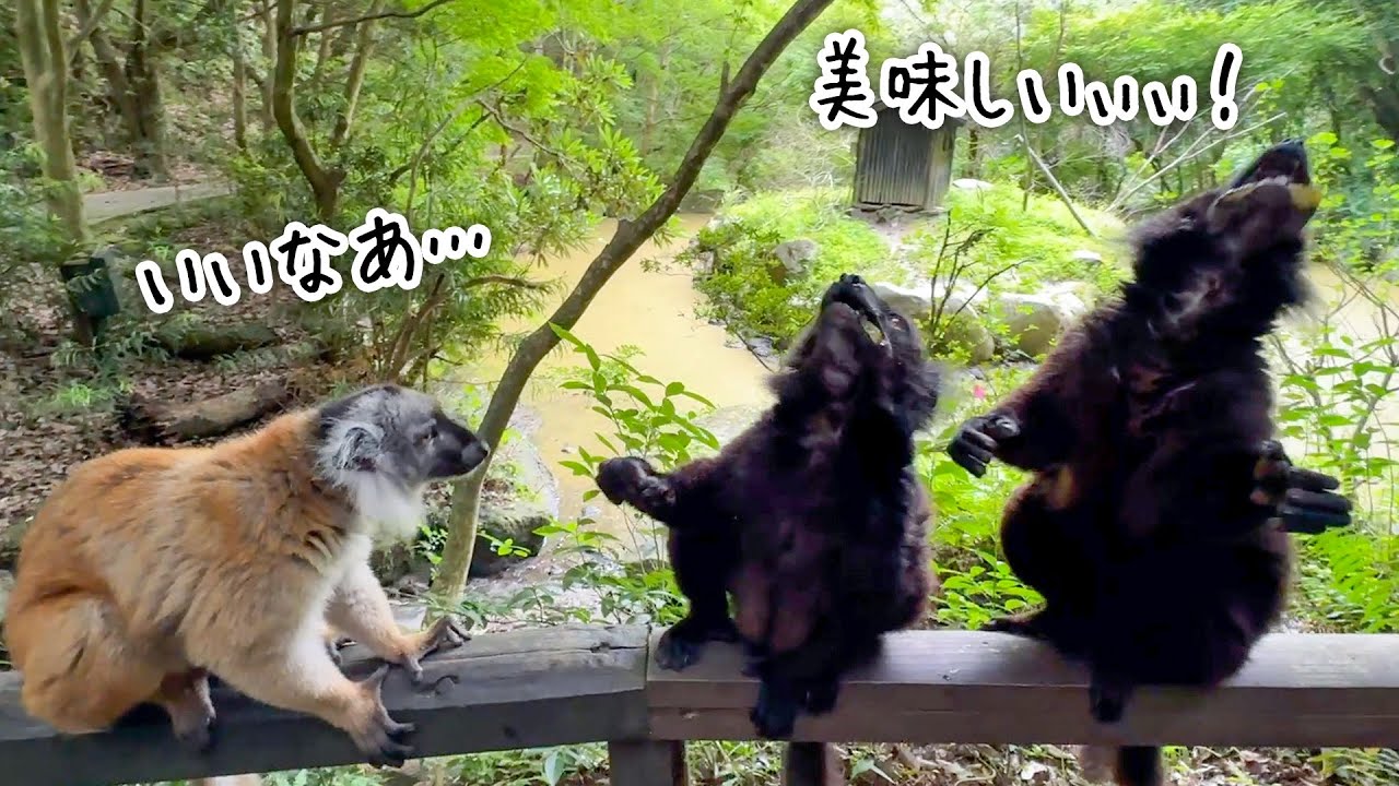 クロキツネザルが上を向いてエサを食べる姿が可愛すぎるww