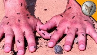 Please subscribe now! http://bit.ly/bwchannel watch more -
http://bit.ly/btcamelspider on this episode of breaking trail, coyote
is attacked by an hundreds o...
