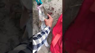 amazing Fishing in jammu and kashmir jehlim with spoon 💣