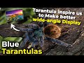 Blue Tarnatula | Tarantula inspire us to make better wide-angle display!