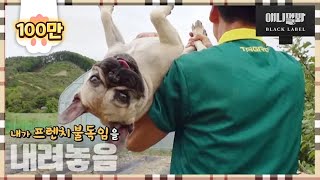 You Won't Get Bored By This Rural Dog ㅣ Rural Dog Geography EP4