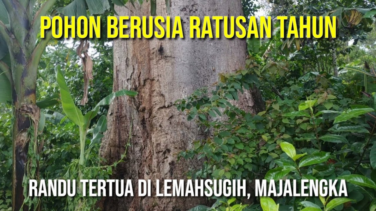 Mendadak Viral, Pohon Randu Berusia Ratusan Tahun, Dataran Tinggi Cikupa, Lemahsugih-Majalengka