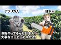 【ルワンダ壊滅】アフリカの木を切る日本人#猫マニ #猫ミーム