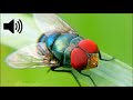 Housefly sound effect