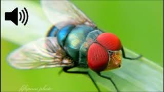 Housefly Sound Effect