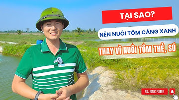 Tôm Càng Xanh Có Phải "Ông Hoàng Ao Tôm"? Soán Ngôi Tôm Sú Và Tôm Thẻ? | Vũ Đức Thiện