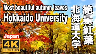 北海道大学の紅葉 日本の大学の中で最も紅葉が美しい 2022 Hokkaido University,Most Beautiful autumn leaves in universities 札幌観光