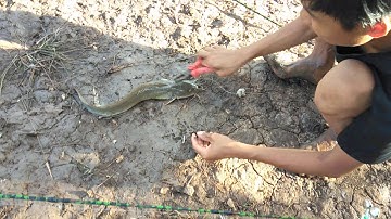 Câu Cá Ngát Sông ( tập 2 ) - Minh Quê Vlog