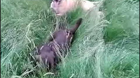 Wolfie and Sybil at Hayes Farm