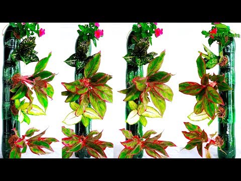 Thumbnail for Plastic Bottles Vertical Garden at Home | Plastic Bottles Tower Garden on Wall//GREEN PLANTS