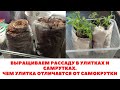 Выращиваем рассаду в УЛИТКАХ и САМОКРУТКАХ. Чем самокрутка отличается от улитки