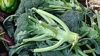 Download Lagu Nikku_Vlogger1 is live sabji wala live video, livestreaming, YouTube live, viral video#shortfeed MP3