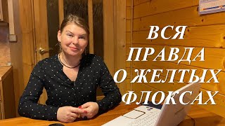 Мифы о флоксах. Бывают ли желтые флоксы?