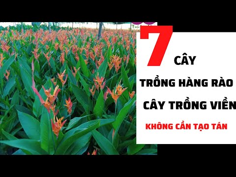 Video: Ý tưởng trồng cây hàng rào - Tìm hiểu loại cây hàng rào nào để chọn cho cảnh quan của bạn