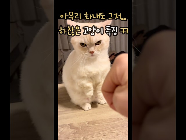 아무리 화내도 그저 하찮은 고양이 특징 ㄷㄷ