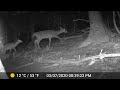 Poconos, PA Trailcam Compilation - March 2022 (Coywolf, Maine coon, red fox, grey fox, mallard)