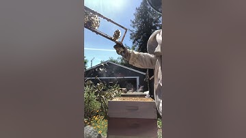 Comfort hive conversion frame in langstroth