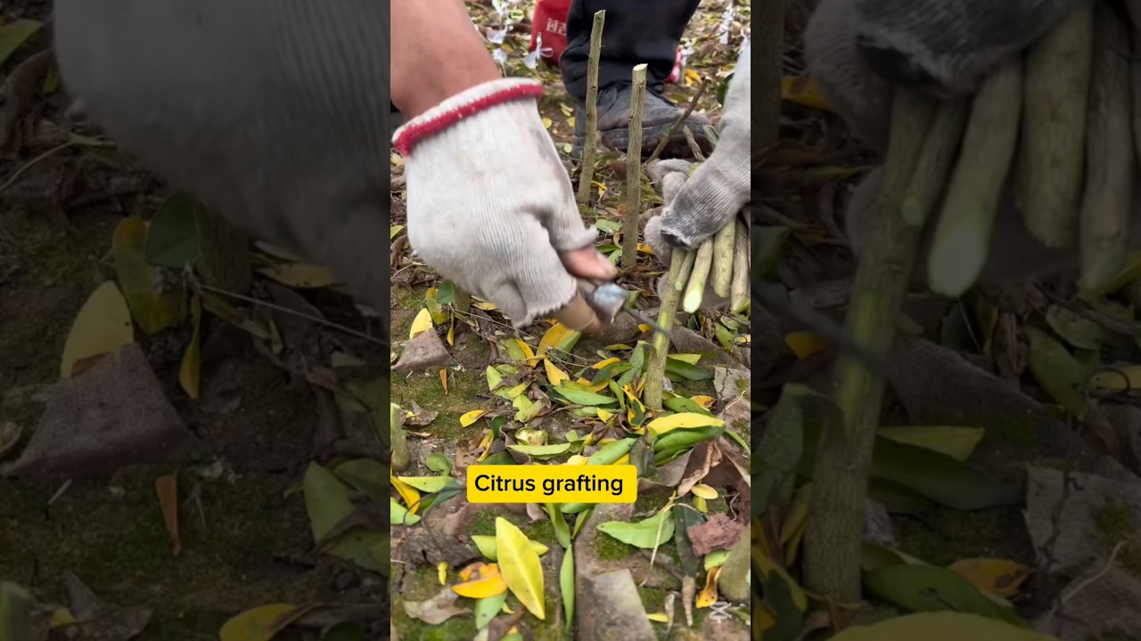 Citrus Grafting Step by Step  Beginner Friendly #grafting #farmingsimulator