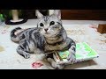 絶対に渡さにゃい!本を必死で守る猫