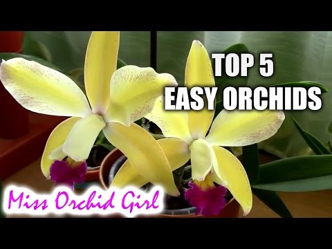 Video: Najboljše otroške orhideje: spoznajte začetniške orhideje za otroke