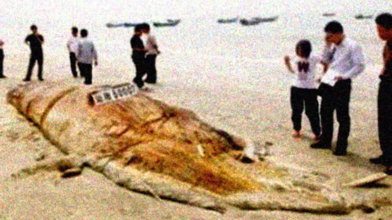 Sea Monster Washes up in China YouTube