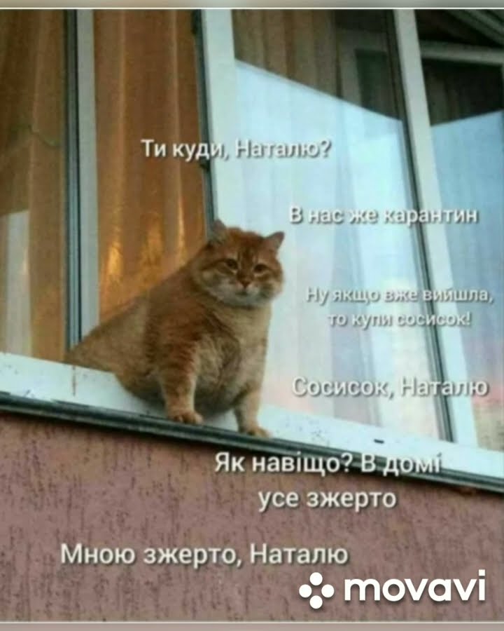 Кот ждет мем