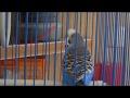 Говорящий волнистый попугай Кеша||Кешка разговаривает||Прикольный попугай