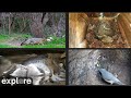 Texas wildlife in an austin backyard powered by exploreorg