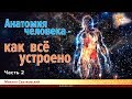 Анатомия человека - как все устроено. Михаил Сватковский. Часть 2