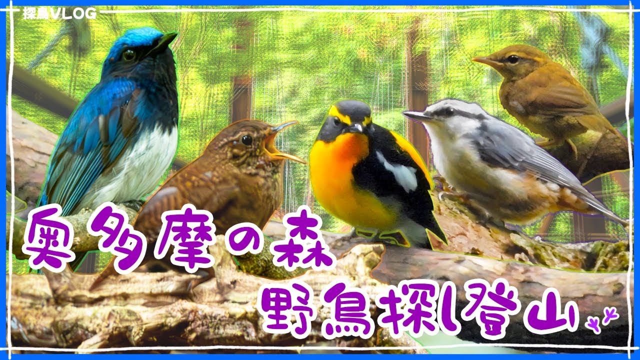 奥多摩の森 オオルリとキビタキの美しいさえずり《野鳥撮影vlog