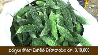 Intercropping of vegetables with modern technology proves profitable Experience of Warangal young