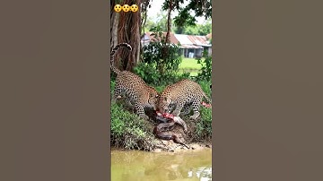 2 leopard children are fighting over Python! nerve Damage #wildlife #crocodile #zoo #leopard