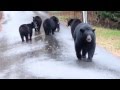 Momma Bear & 5 Cubs