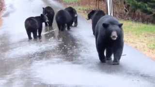 Momma Bear & 5 Cubs
