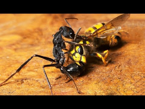 Video: Takot Sa Mga Insekto, Butterflies At Ahas - Nakatagong Mga Quirks Ng Takot Sa Kamatayan