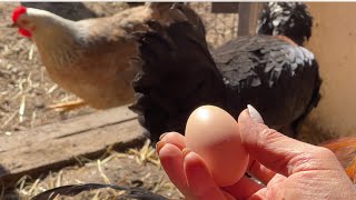 Первое яйцо в 4,5 месяца у цыплят молодок Что для этого я делаю
