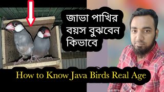 জাভা পাখির বয়স বুঝবেন কিভাবে। How To Understand the Age of Java Birds