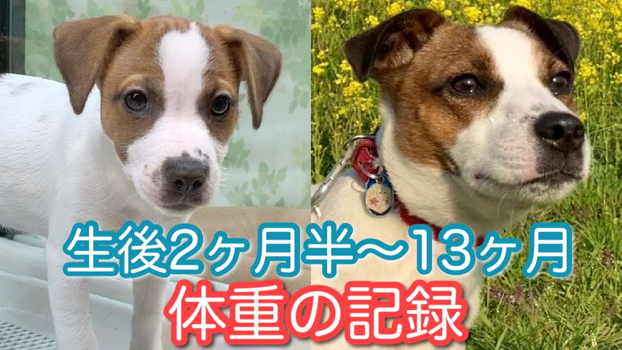 生後2ヶ月半 生後13ヶ月 犬の体重の記録 ジャックラッセルテリア なのは Youtube