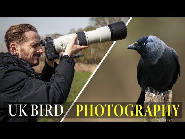 A Day Down My FAVOURITE Nature Reserve | UK Bird Photography class=