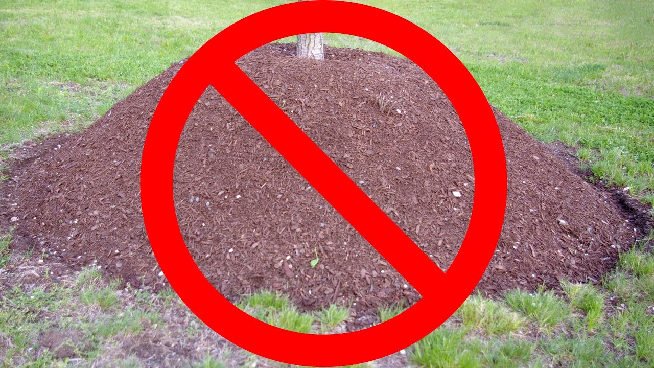 How NOT to Mulch a Tree YouTube