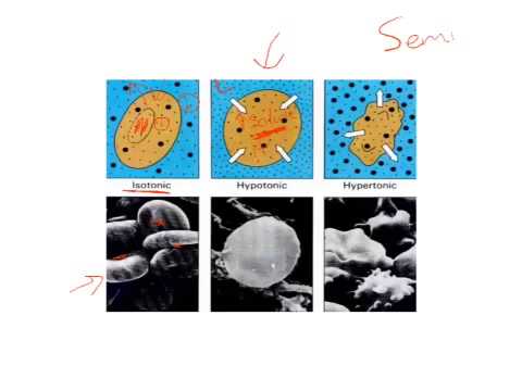 Osmosis Diffusion Egg Lab - YouTube