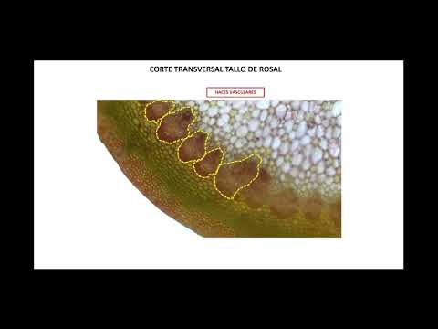 Vídeo: El càmbium és un procambium?