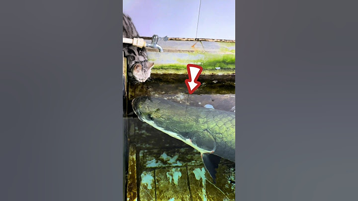 Apa yang Terjadi Saat Kucing Haus Didekati Arapaima Gigas? #shorts #short #kucing